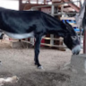 Meet your Posher, Carol